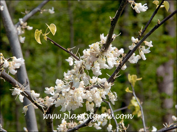 The leaves are just starting to emerge and the flowers are in full bloom. (4-23-12)